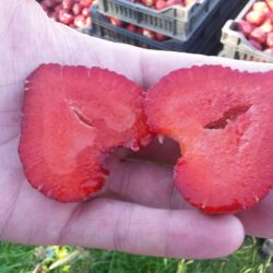 Dipred erdbeeren