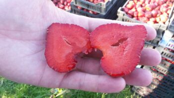 Dipred erdbeeren