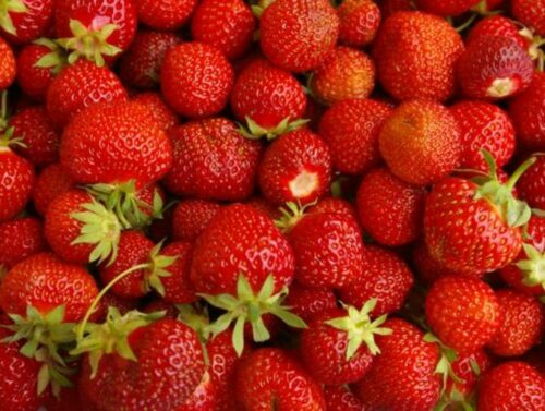 Senga Sengana Erdbeeren